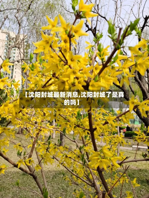 【沈阳封城最新消息,沈阳封城了是真的吗】-第3张图片