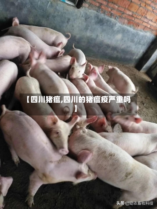 【四川猪瘟,四川的猪瘟疫严重吗】