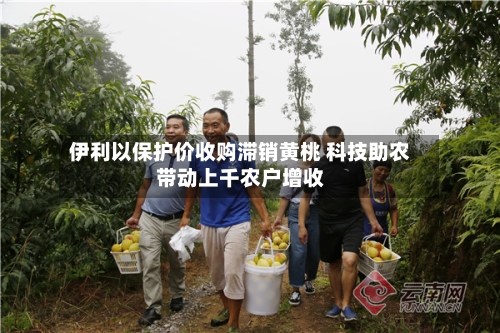 伊利以保护价收购滞销黄桃 科技助农带动上千农户增收-第3张图片