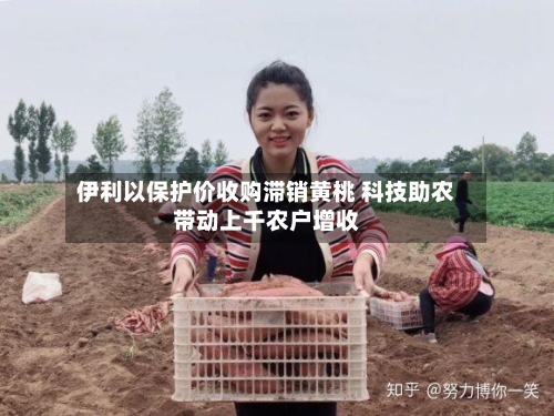 伊利以保护价收购滞销黄桃 科技助农带动上千农户增收