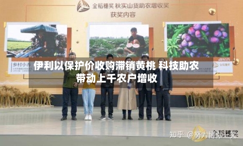 伊利以保护价收购滞销黄桃 科技助农带动上千农户增收-第2张图片