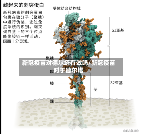 新冠疫苗对德尔塔有效吗/新冠疫苗对于德尔塔-第2张图片