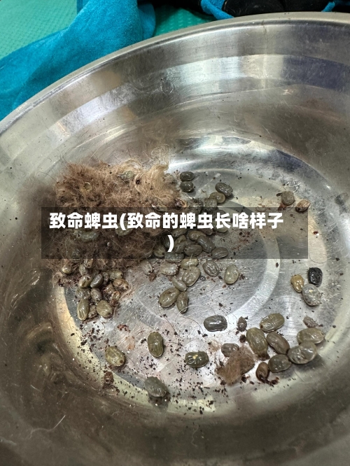致命蜱虫(致命的蜱虫长啥样子)-第2张图片