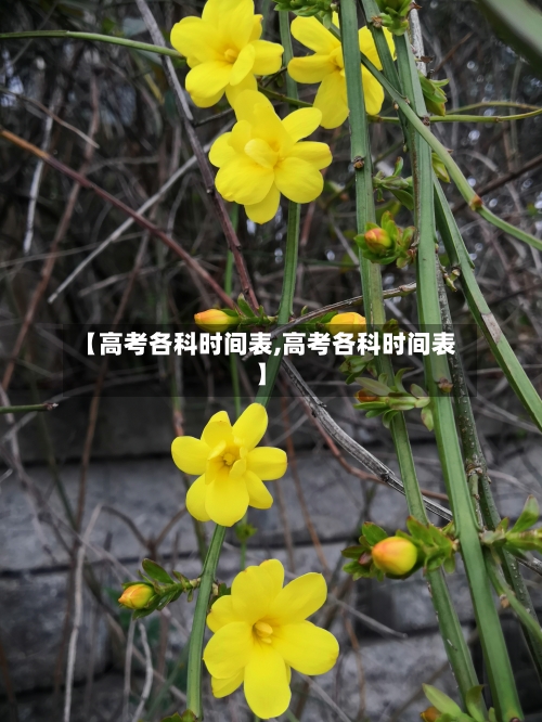 【高考各科时间表,高考各科时间表】-第2张图片