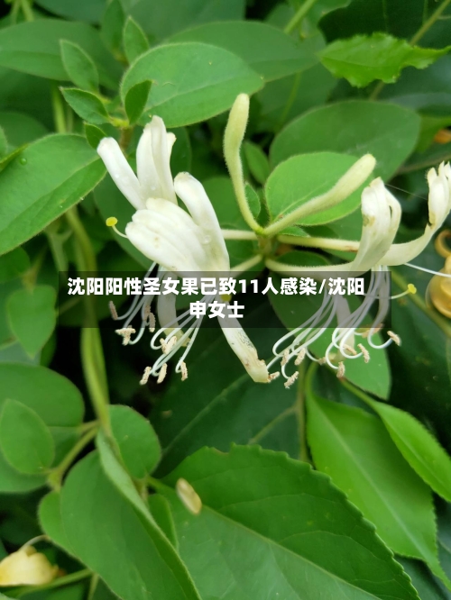 沈阳阳性圣女果已致11人感染/沈阳申女士-第3张图片