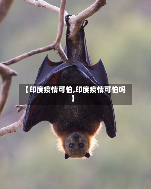 【印度疫情可怕,印度疫情可怕吗】