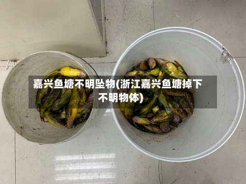 嘉兴鱼塘不明坠物(浙江嘉兴鱼塘掉下不明物体)