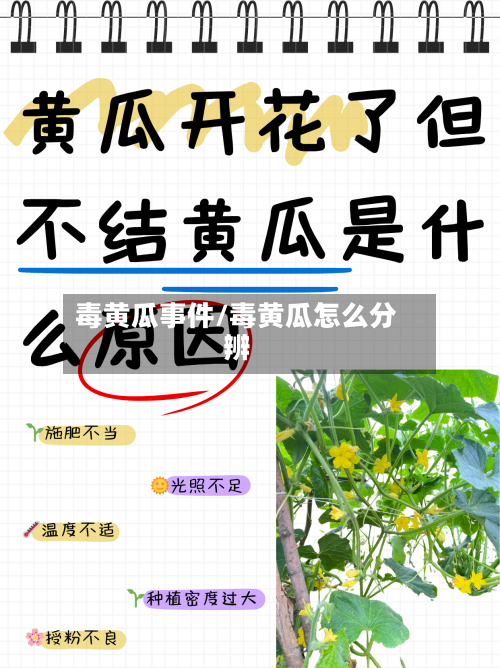 毒黄瓜事件/毒黄瓜怎么分辨