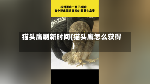 猫头鹰刷新时间(猫头鹰怎么获得)