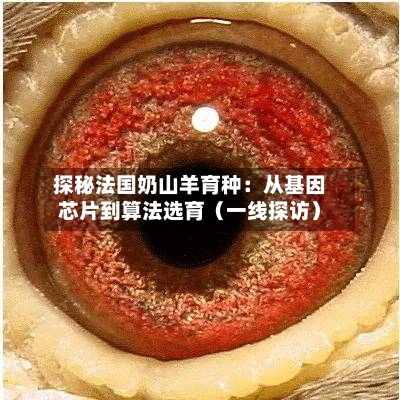 探秘法国奶山羊育种:从基因芯片到算法选育(一线探访)-第2张图片