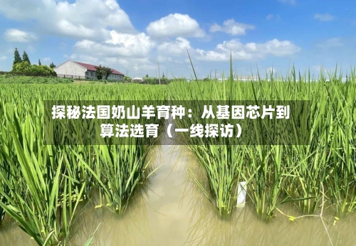 探秘法国奶山羊育种:从基因芯片到算法选育(一线探访)-第3张图片