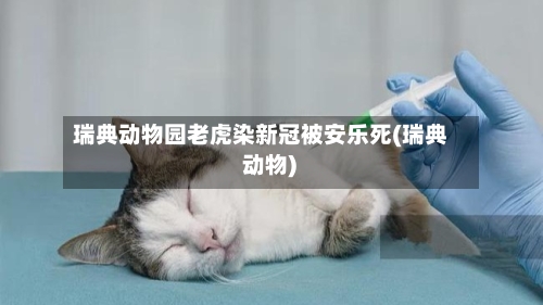 瑞典动物园老虎染新冠被安乐死(瑞典 动物)