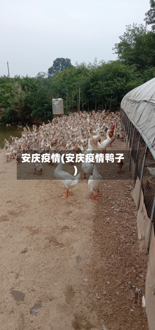安庆疫情(安庆疫情鸭子)