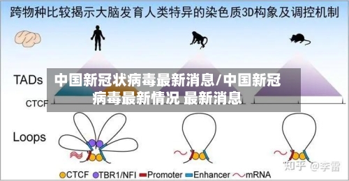 中国新冠状病毒最新消息/中国新冠病毒最新情况 最新消息