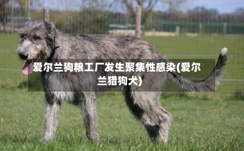 爱尔兰狗粮工厂发生聚集性感染(爱尔兰猎狗犬)