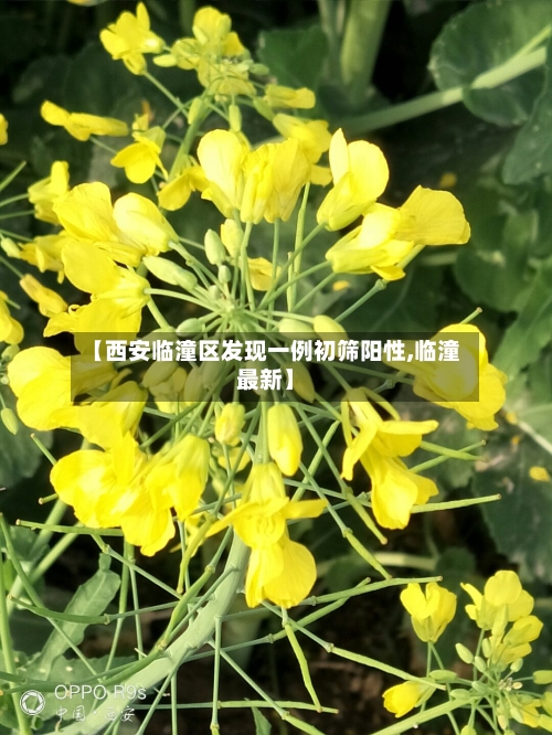 【西安临潼区发现一例初筛阳性,临潼最新】-第2张图片