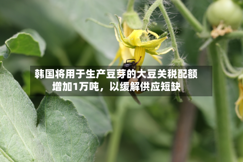 韩国将用于生产豆芽的大豆关税配额增加1万吨，以缓解供应短缺-第3张图片