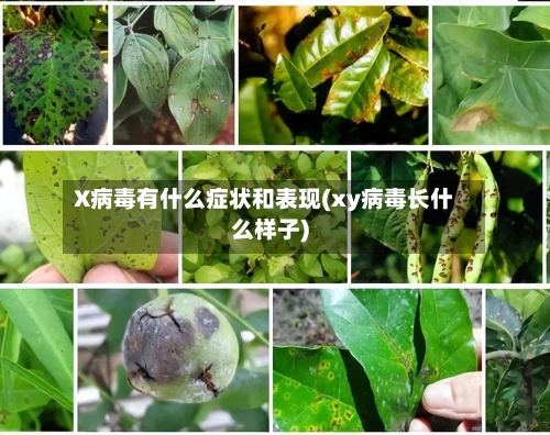 X病毒有什么症状和表现(xy病毒长什么样子)