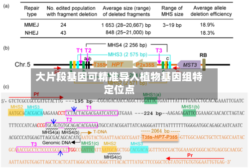 大片段基因可精准导入植物基因组特定位点