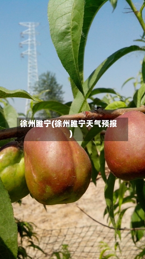 徐州睢宁(徐州睢宁天气预报)-第2张图片