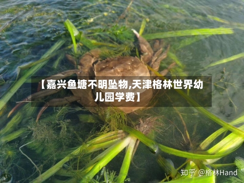【嘉兴鱼塘不明坠物,天津格林世界幼儿园学费】-第2张图片