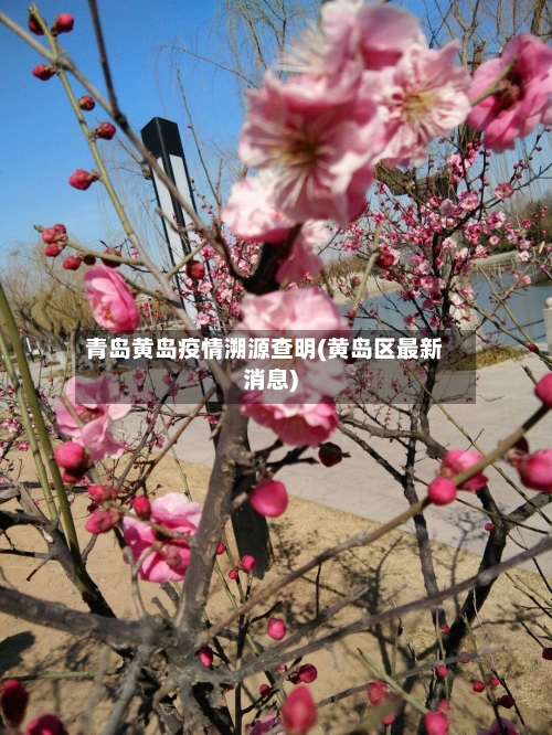 青岛黄岛疫情溯源查明(黄岛区最新消息)-第3张图片