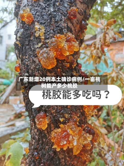 广东新增20例本土确诊病例/一亩桃树能产多少桃胶