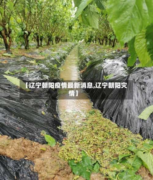 【辽宁朝阳疫情最新消息,辽宁朝阳灾情】