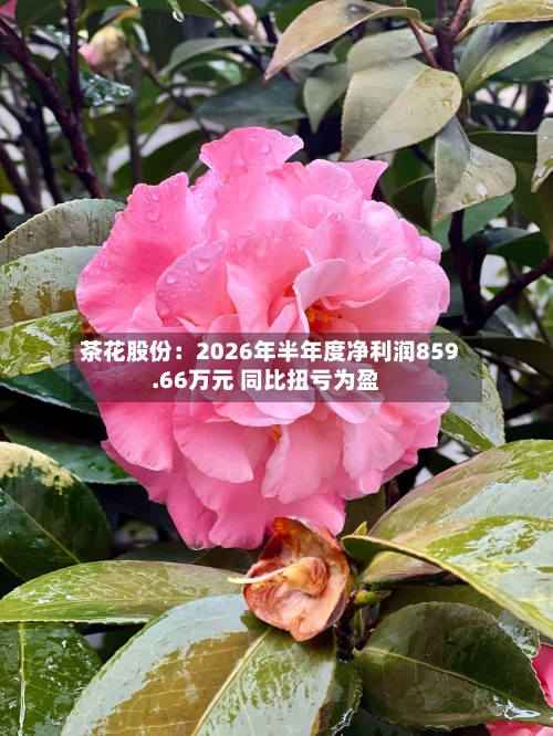 茶花股份：2026年半年度净利润859.66万元 同比扭亏为盈-第2张图片