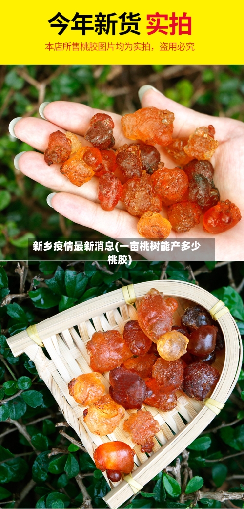 新乡疫情最新消息(一亩桃树能产多少桃胶)-第2张图片
