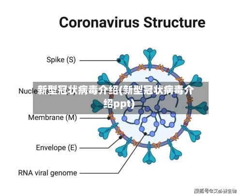 新型冠状病毒介绍(新型冠状病毒介绍ppt)-第2张图片