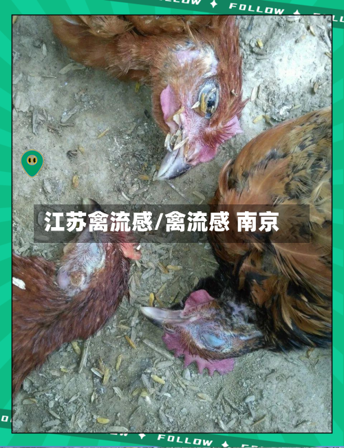 江苏禽流感/禽流感 南京