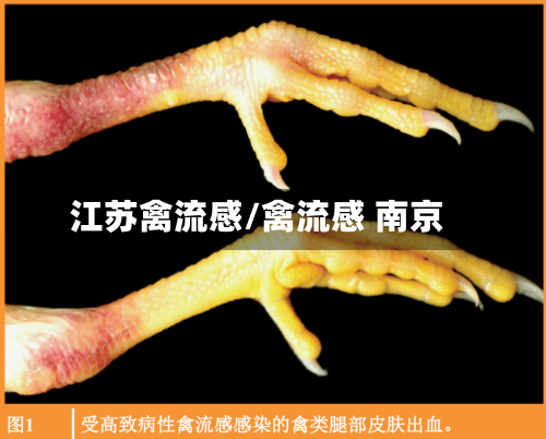 江苏禽流感/禽流感 南京-第2张图片