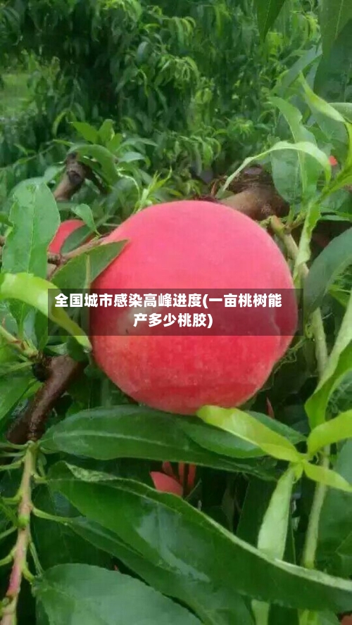 全国城市感染高峰进度(一亩桃树能产多少桃胶)