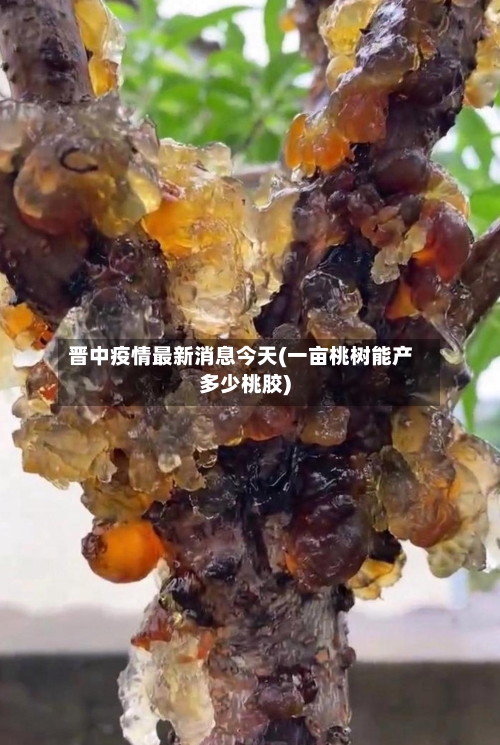 晋中疫情最新消息今天(一亩桃树能产多少桃胶)-第3张图片