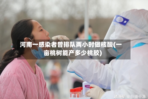 河南一感染者曾排队两小时做核酸(一亩桃树能产多少桃胶)