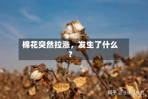棉花突然拉涨，发生了什么？-第2张图片