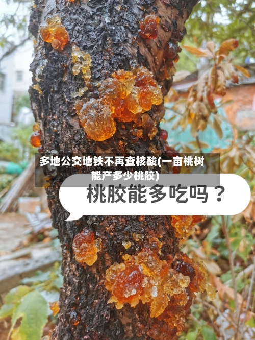 多地公交地铁不再查核酸(一亩桃树能产多少桃胶)