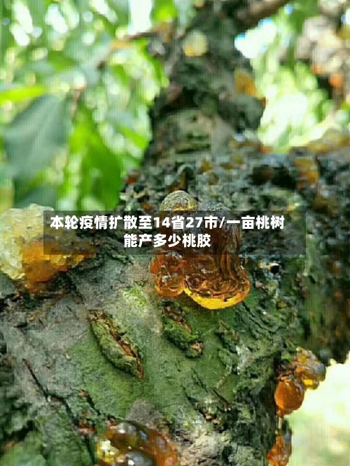 本轮疫情扩散至14省27市/一亩桃树能产多少桃胶